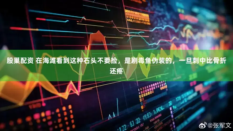 股巢配资 在海滩看到这种石头不要捡,是剧毒鱼伪装的,一旦刺中比骨折还疼
